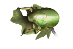 3d illustration of a scarab beetle